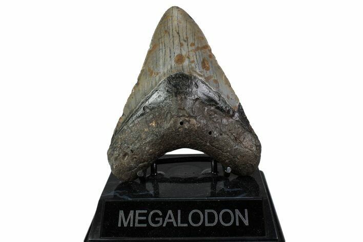 Fossil Megalodon Tooth - North Carolina #377984